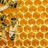 خرید عسل کاملا طبیعی و ارگانیک در وب سایت سبک سلامتی